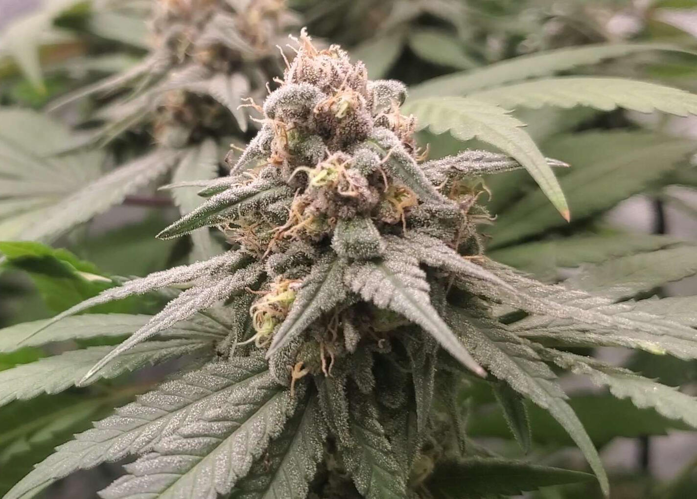 "Cam Woods" (Bubblegum XL♀️) X (Blue Raspberry♂️)