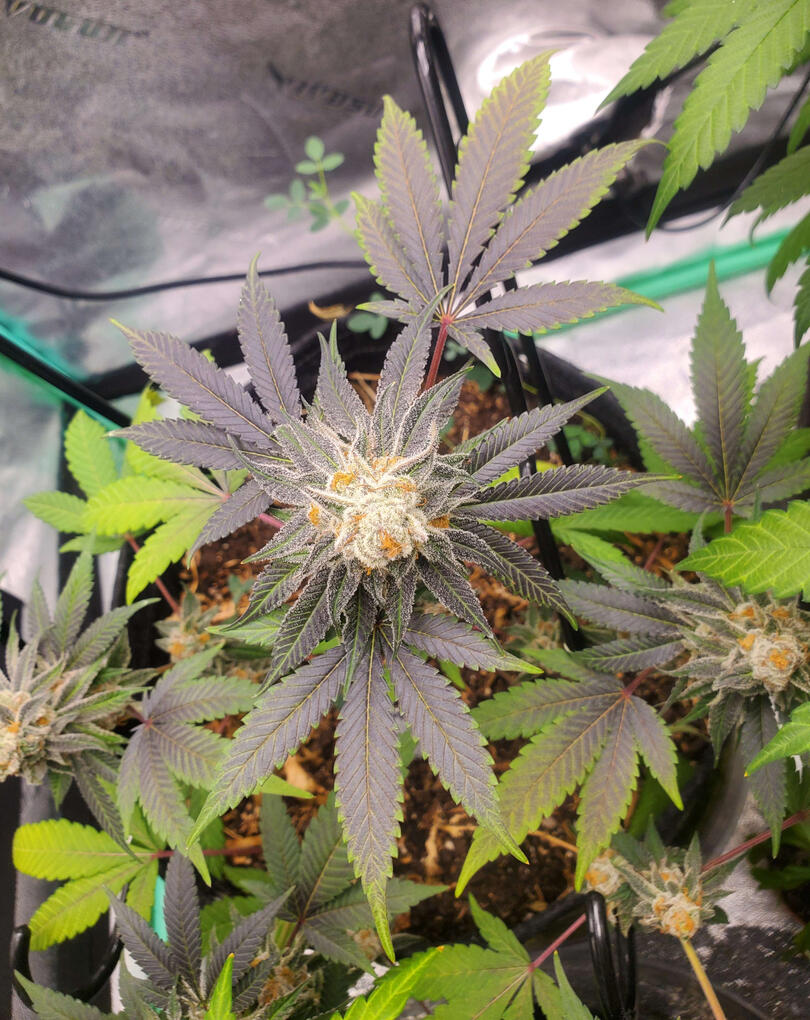 "Lucky Charm City" (Purple Punch♀️) X (Bubba Kush x Blockhead♂️)