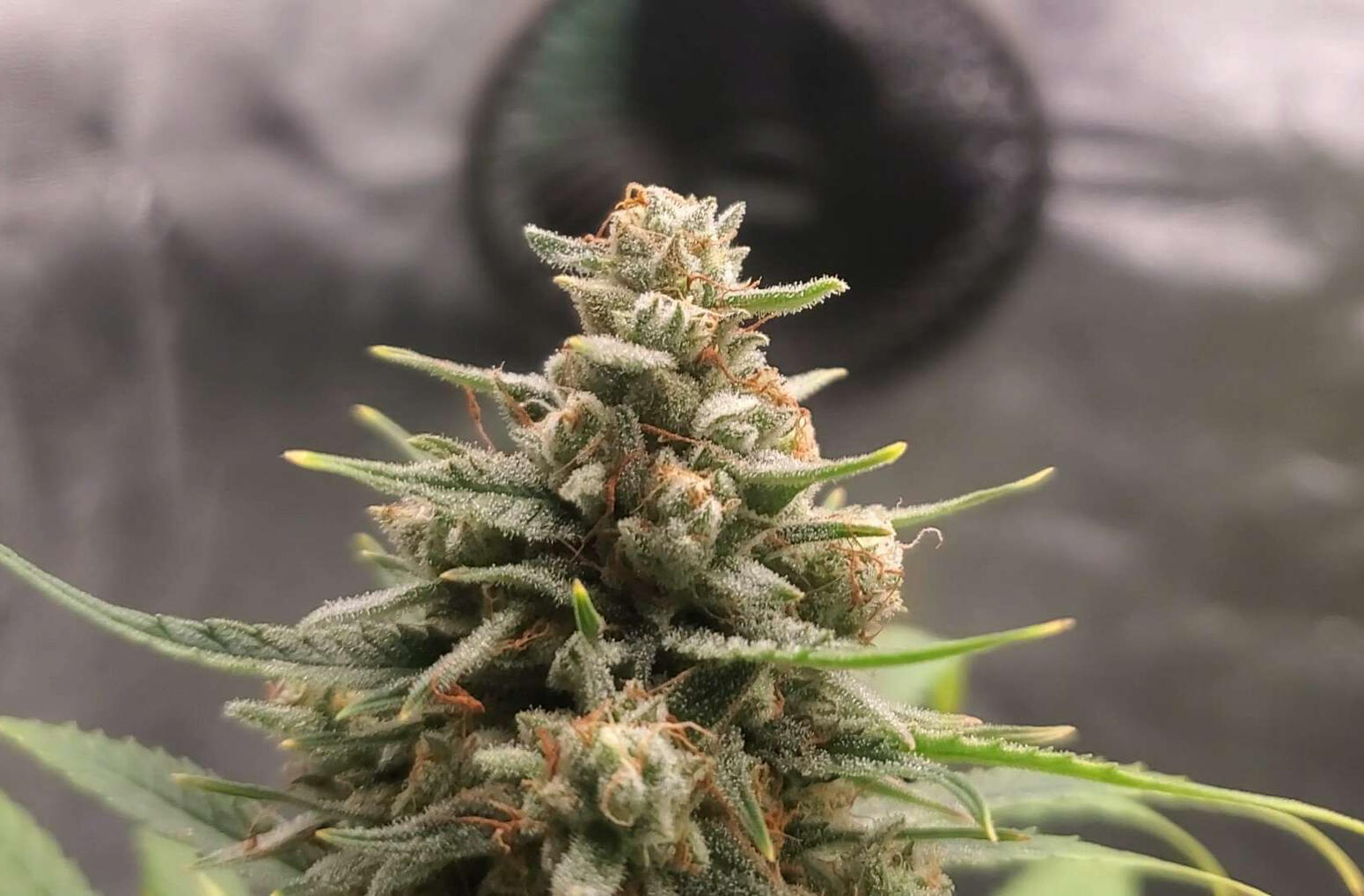 "Green Glizzy" (Kosher Dawg aka Hebrew National♀️) X (Bubba Kush x Blockhead♂️)